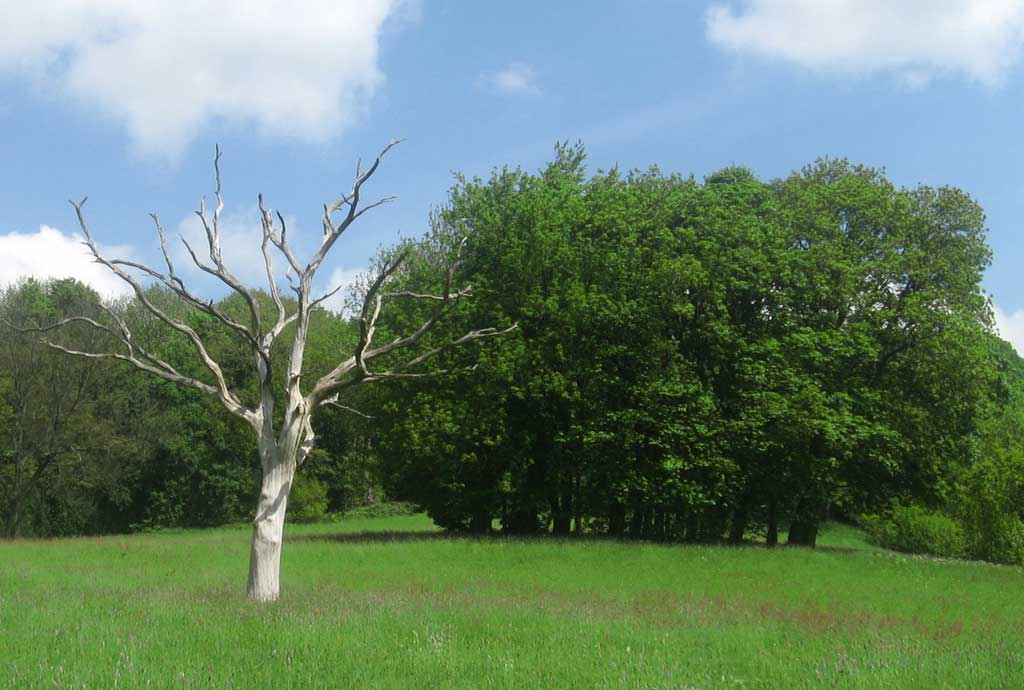 deadtree