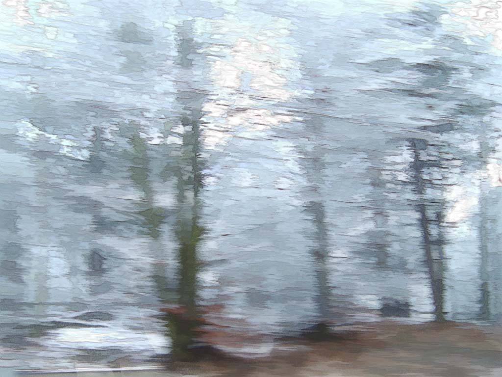 forest01