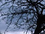 A Fleeting Memory